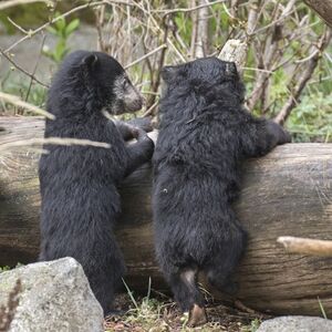 Veranstaltung: Woodland Park Zoo: Skip The Line Ticket, Woodland Park Zoo in Seattle