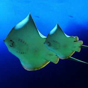 Veranstaltung: SEA LIFE Istanbul: Entry Ticket, SEA LIFE Istanbul in Istanbul