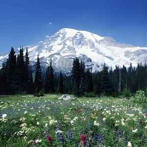 Veranstaltung: Mt. Rainier Day Tour from Seattle, Seattle Public Library - Central Library in Seattle