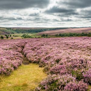 Veranstaltung: Whitby & The North York Moors: Day Trip from York, North York Moors National Park in York