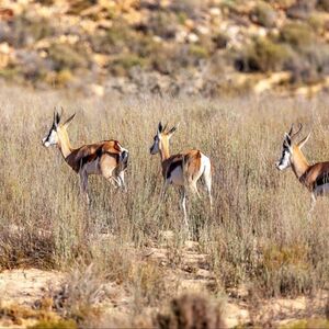 Veranstaltung: Cape Town: Full-Day Aquila Safari Tour with Nederburg Wine Tasting, Safari Day Trips from Cape Town in Cape Town