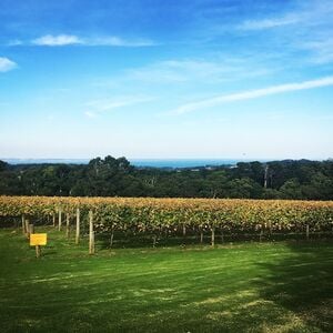 Veranstaltung: Yarra Valley: Winery Tour with Lunch + Transport from Melbourne, Day Trips from Melbourne in Melbourne