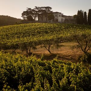 Veranstaltung: Siena: Degustazione VIP di vino, olio e cibo presso un vigneto toscano, Tenuta Mocenni: Bindi Sergardi in Vagliagli