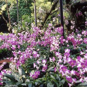 Veranstaltung: Singapore National Orchid Garden Tickets, National Orchid Gardens in Singapore