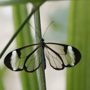 Veranstaltung: Mariposario de Benalmádena: Entrada, Benalmadena Butterfly Park in Benalmádena