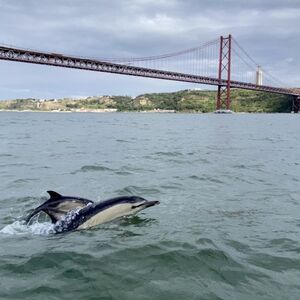 Veranstaltung: Oceanário de Lisboa & Experiência com golfinhos no rio Tejo, Oceanário de Lisboa in Lisbon