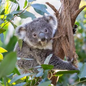 Veranstaltung: WILD LIFE Sydney Zoo: Entry Ticket, WILD LIFE Sydney zoo in Sydney