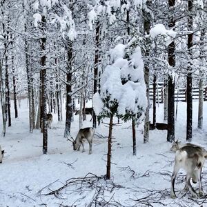 Veranstaltung: Reindeer Farm: Guided Tour + Transfer, Rovaniemi Activities in Rovaniemi