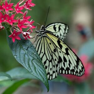 Veranstaltung: Cockrell Butterfly Center at the Houston Museum of Natural Science: Entry Ticket, Houston Museum of Natural Science in Houston