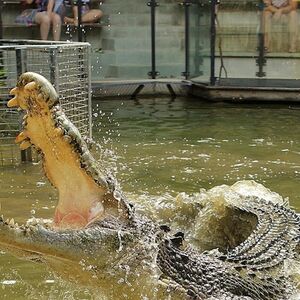 Veranstaltung: Hartley's Crocodile Adventures: Entry Ticket, Hartley's Crocodile Adventures in Wangetti