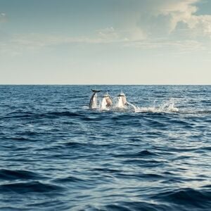 Veranstaltung: Mallorca: 3 Horas de Amanecer en el Mar y Excursión con Delfines, Mallorca Boat Trips in Palma de Mallorca