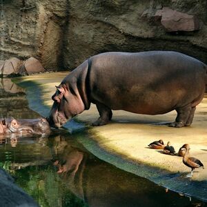 Veranstaltung: Kölner Zoo & Aquarium: Eintrittskarte, Cologne Zoo & Aquarium in Cologne