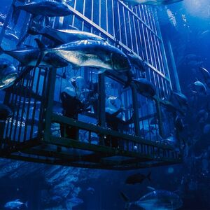 Veranstaltung: Dubai Aquarium & Underwater Zoo, Dubai Aquarium & Underwater Zoo in Dubai