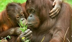 Event: Kölner Zoo & Aquarium: Eintrittskarte, Kölner Zoo in Köln