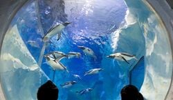 Veranstaltung: SEA LIFE Birmingham: Entry Ticket, SEA LIFE Birmingham in Birmingham