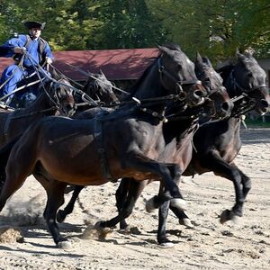 Veranstaltung: Puszta Full-Day Tour from Budapest including Horse Show & Lunch, Budapest in budapest