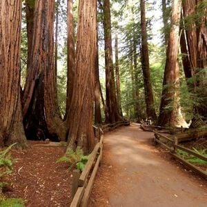 Veranstaltung: San Francisco City Tour + Muir Woods, Muir Woods in Mill Valley