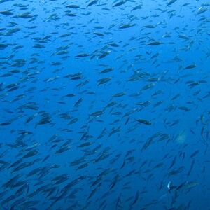 Veranstaltung: Los Cristianos: Snorkeling on a Lava Reef, Tenerife Water Activities in Tenerife