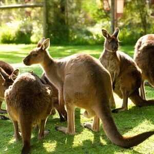 Veranstaltung: Puffing Billy Railway: Ride & Wildlife Tour + Transfers, Puffing Billy Railway in Belgrave