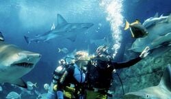 Veranstaltung: Shark Dive Xtreme at Sea Life Melbourne, SEA LIFE Melbourne Aquarium in Melbourne