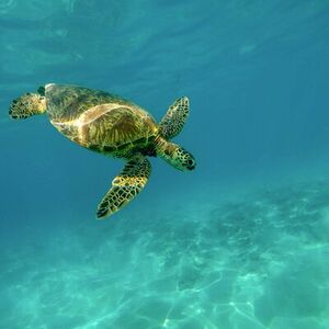 Veranstaltung: Snorkel with Turtles Gold Coast, 139-151 Chinderah Bay Dr in Gold Coast