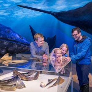 Veranstaltung: Whales of Iceland: Entry Ticket, Whales of Iceland in Reykjavík