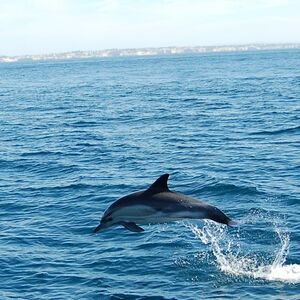 Veranstaltung: Algarve: Visita guiada para observação de golfinhos, Lagos Sailing in Lagos