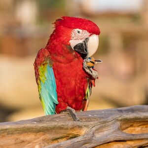 Veranstaltung: Parrot World : Pass annuel, Parrot World - Le parc animalier immersif in Crécy-la-Chapelle