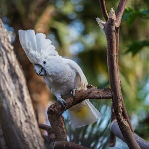 Veranstaltung: Bloedel Conservatory: Entry Ticket, Bloedel Conservatory in Vancouver