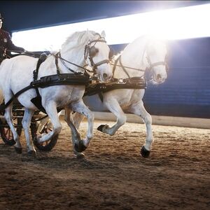 Veranstaltung: Lipica Stud Farm & A Tale of Lipica Show, Lipica Stud Farm in Sežana