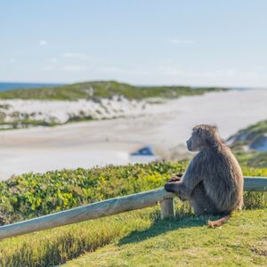 Veranstaltung: Cape of Good Hope & Boulders Beach: Small-Group Tour, Day Trips from Cape Town in Cape Town