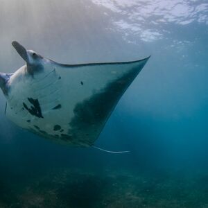 Veranstaltung: Nusa Penida: Snorkel Adventure Cruise, Nusa Penida Island Day Tours in Bali