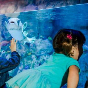 Veranstaltung: SEA LIFE Aquarium at American Dream: General Admission, Sea Life Aquarium - New Jersey in East Rutherford