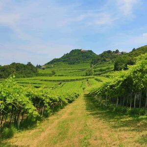 Veranstaltung: Valpolicella: Degustazione di cibo e olio d'oliva + trasporto opzionale, Valpolicella Wine Tours in Marano di Valpolicella