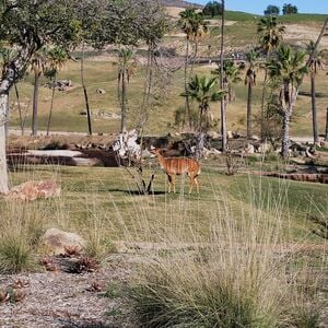 Veranstaltung: San Diego Zoo Safari Park: Discover the Adventure of a Lifetime, San Diego Zoo Safari Park in Escondido