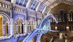Event: Natural History Museum: Guided Tour, Natural History Museum in London