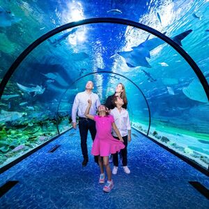 Veranstaltung: The National Aquarium Abu Dhabi & The Pixoul Gaming Hub, The National Aquarium Abu Dhabi in Abu Dhabi