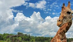 Veranstaltung: Lion Country Safari: Drive Through Safari + Adventure Park, Lion Country Safari in Loxahatchee
