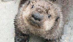 Event: Vancouver Aquarium: Entry Ticket, Vancouver Aquarium in Vancouver