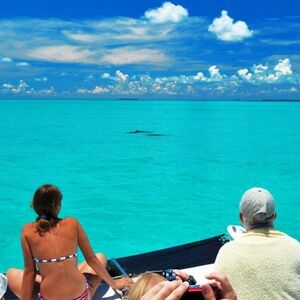 Veranstaltung: Key West: Dolphin Watching Eco Tour, Key West Water Activities in Key West