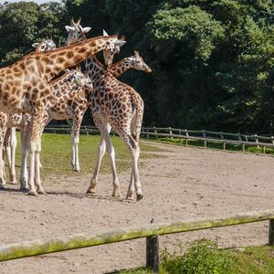 Veranstaltung: Tierpark Hellabrunn: Ticket mit Schnelleintritt + Hin- und Rücktransfer von München, Hellabrunn Zoo in Munich