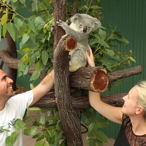 Veranstaltung: Port Douglas Wildlife Habitat, Wildlife Habitat in Port Douglas