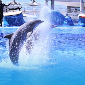 Veranstaltung: Marineland Mallorca: Entrada sin colas, Marineland Mallorca in Calvià