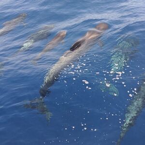 Veranstaltung: Tenerife: Excursión de 4,5 horas a Masca y Los Gigantes para avistar ballenas y delfines, Tenerife Sailing Tours in Costa Adeje