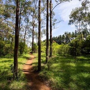 Veranstaltung: Illawarra Fly Treetop Walk, Illawarra Fly Treetop Adventures in Knights Hill