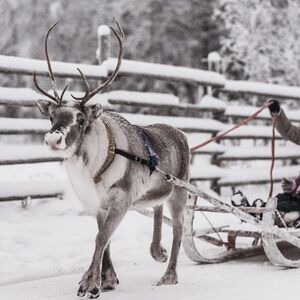 Veranstaltung: Reindeer Farm: Guided Tour + Transfer, Rovaniemi Activities in Rovaniemi