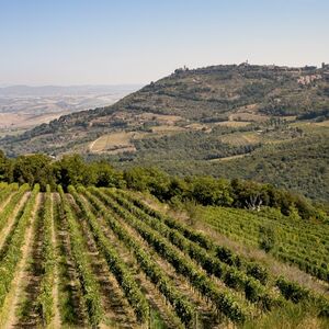 Veranstaltung: Azienda vinicola Corte Pavone: Degustazione di vini di Montalcino, Tuscany Wine Tasting in Montalcino