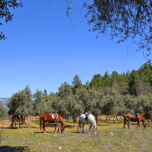 Veranstaltung: Alanya: Guided Horseback Riding, Alanya Outdoor Activities in Alanya