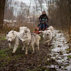 Veranstaltung: Zakopane: Dogsled Ride in Tatra Mountain from Krakow, Krakow in kraków