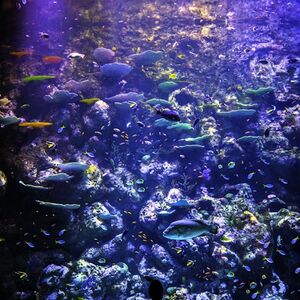 Veranstaltung: Cairns Aquarium: Entry Ticket, Cairns Aquarium in Cairns City